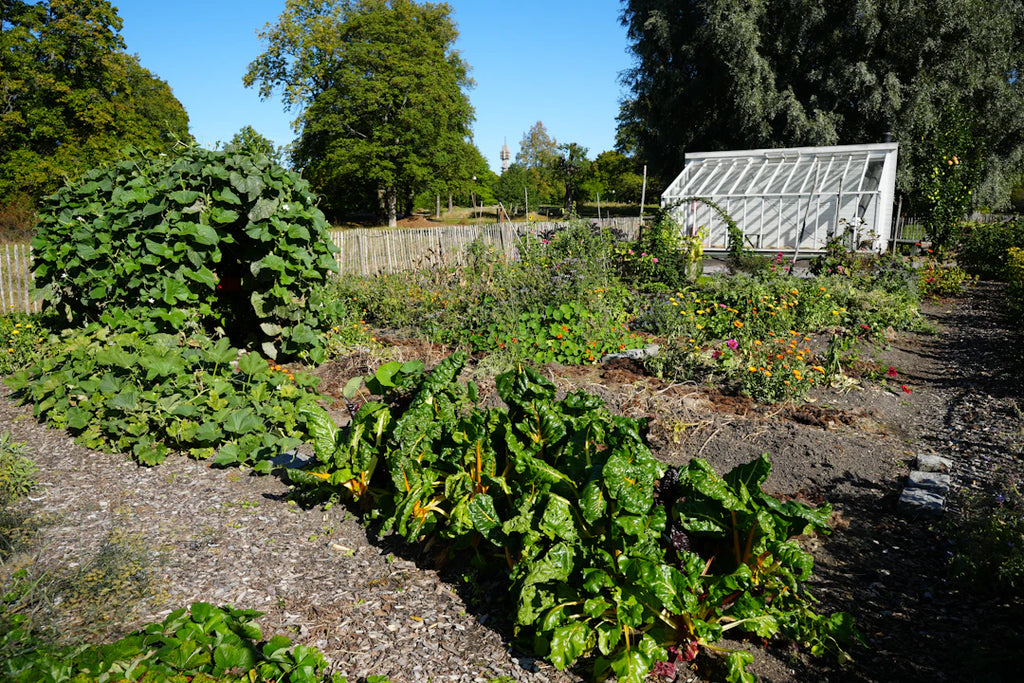 Grow Your Own: Building a Sustainable Garden Off-Grid